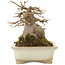 Acer buergerianum, 12,5 cm, ± 25 ans