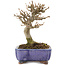 Acer buergerianum, 12,5 cm, ± 15 years old, in a handmade Japanese pot by Kosen