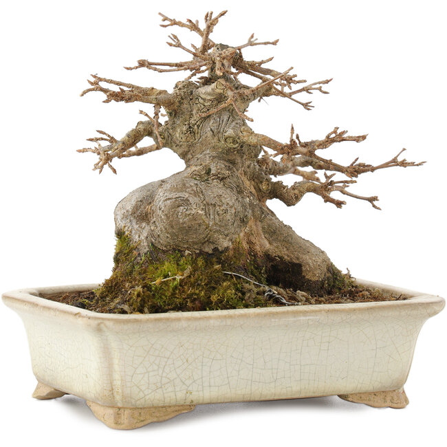 Acer buergerianum, 12,5 cm, ± 25 ans