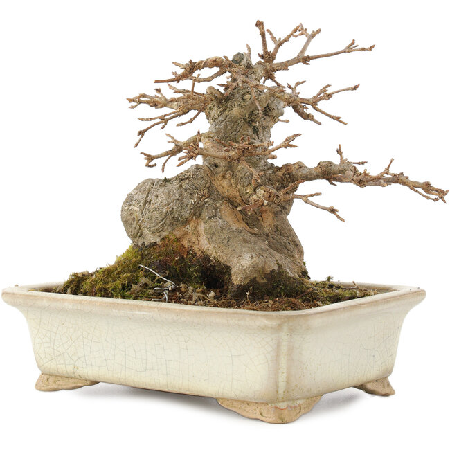 Acer buergerianum, 12,5 cm, ± 25 Jahre alt