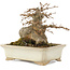 Acer buergerianum, 12,5 cm, ± 25 ans