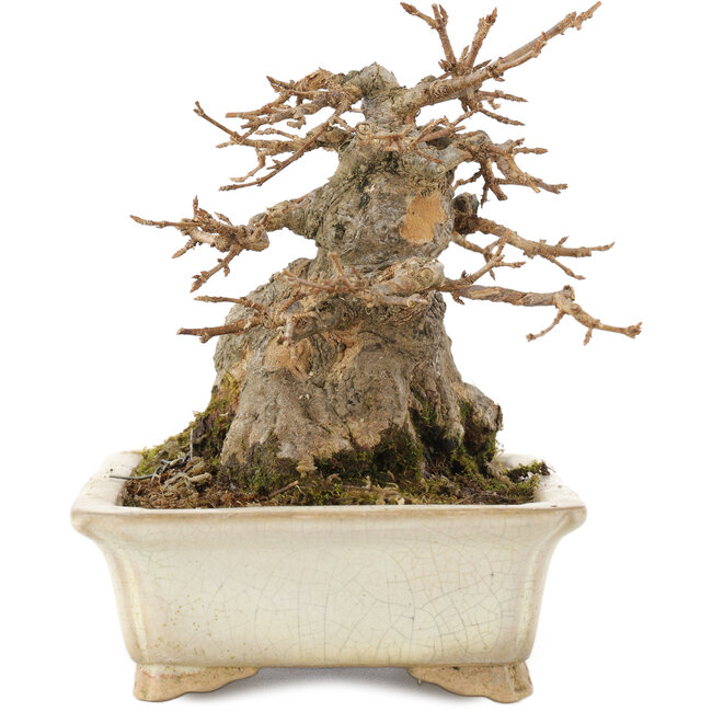 Acer buergerianum, 12,5 cm, ± 25 ans