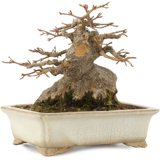 Acer buergerianum, 12,5 cm, ± 25 ans