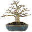 Acer palmatum Shishigashira, 19 cm, ± 20 jaar oud