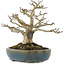 Acer palmatum Shishigashira, 19 cm, ± 20 anni