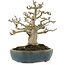 Acer palmatum Shishigashira, 19 cm, ± 20 jaar oud