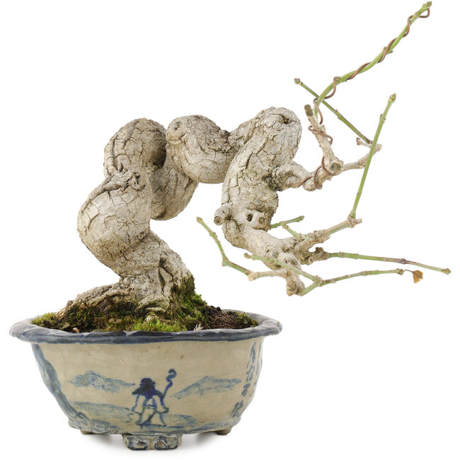 Euonymus alatus, 16,5 cm, ± 15 jaar oud, in een handgemaakte Japanse pot