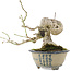 Euonymus alatus, 16,5 cm, ± 15 years old, in a handmade Japanese pot