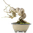 Euonymus alatus, 16,5 cm, ± 15 years old, in a handmade Japanese pot