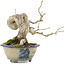 Euonymus alatus, 16,5 cm, ± 15 years old, in a handmade Japanese pot