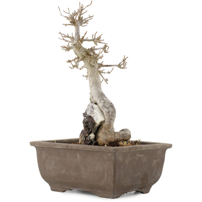 Acer buergerianum, 24,5 cm, ± 12 jaar oud