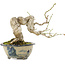 Euonymus alatus, 16,5 cm, ± 15 ans, dans un pot japonais fait main