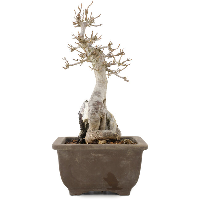 Acer buergerianum, 24,5 cm, ± 12 Jahre alt