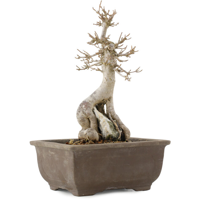 Acer buergerianum, 24,5 cm, ± 12 años