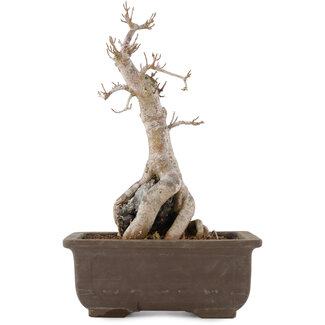 Acer buergerianum, 27 cm, ± 12 ans