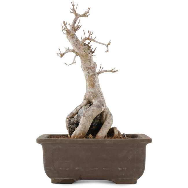 Acer buergerianum, 27 cm, ± 12 jaar oud