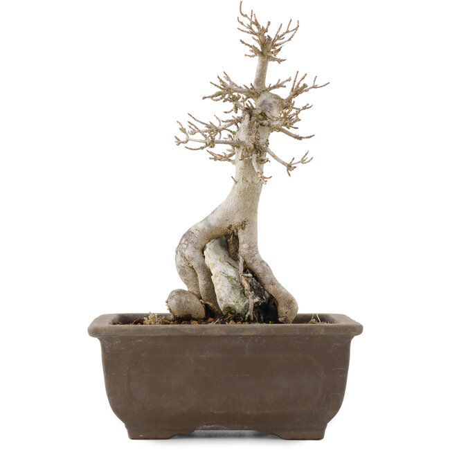 Acer buergerianum, 24,5 cm, ± 12 anni