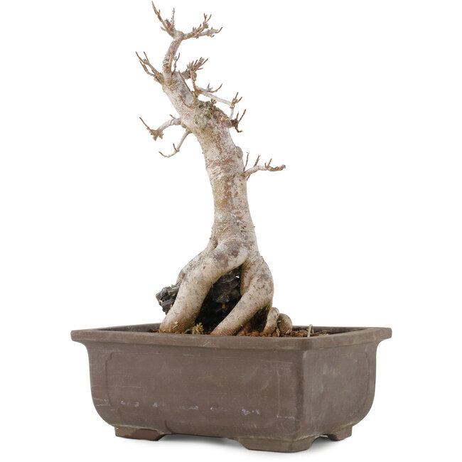 Acer buergerianum, 27 cm, ± 12 ans