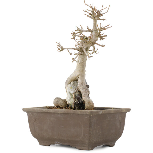 Acer buergerianum, 24,5 cm, ± 12 ans