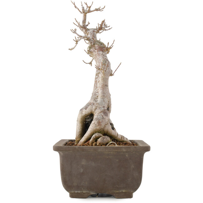 Acer buergerianum, 27 cm, ± 12 anni