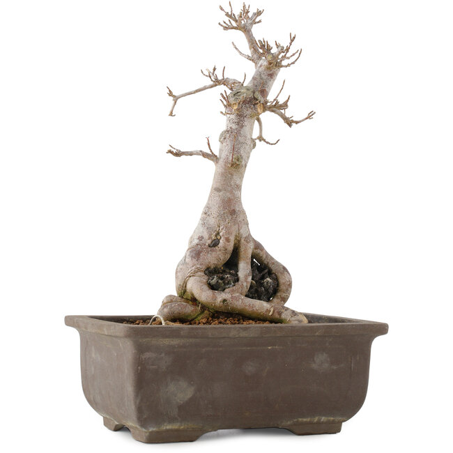 Acer buergerianum, 27 cm, ± 12 Jahre alt