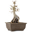 Acer buergerianum, 24,5 cm, ± 12 ans