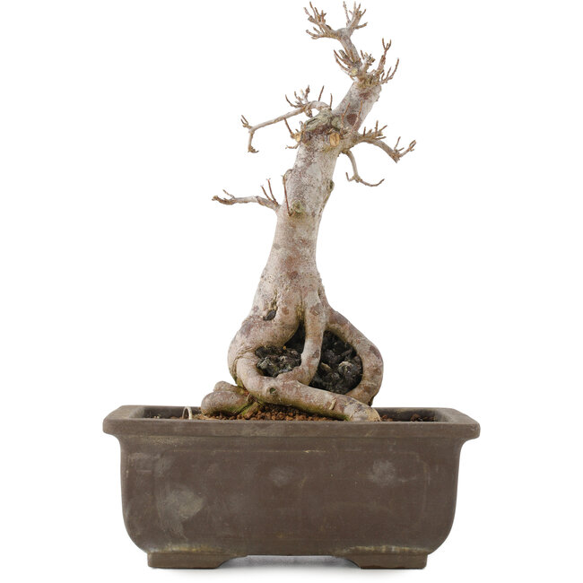 Acer buergerianum, 27 cm, ± 12 jaar oud