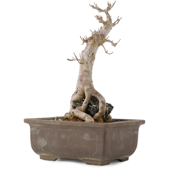 Acer buergerianum, 27 cm, ± 12 anni