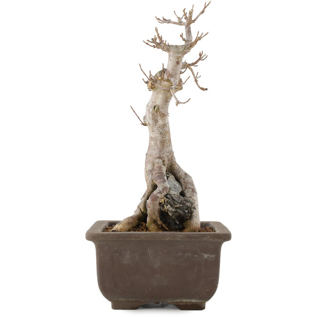 Acer buergerianum, 27 cm, ± 12 años