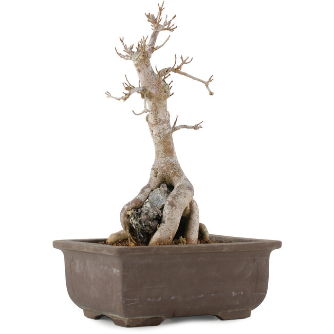 Acer buergerianum, 27 cm, ± 12 años