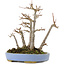 Acer buergerianum, 18,5 cm, ± 20 anni