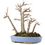 Acer buergerianum, 18,5 cm, ± 20 Jahre alt