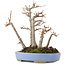 Acer buergerianum, 18,5 cm, ± 20 years old