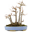 Acer buergerianum, 18,5 cm, ± 20 years old
