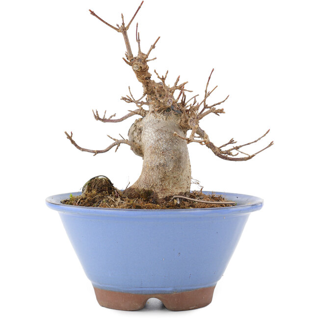 Acer buergerianum, 14,5 cm, ± 15 years old