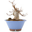 Acer buergerianum, 14,5 cm, ± 15 años