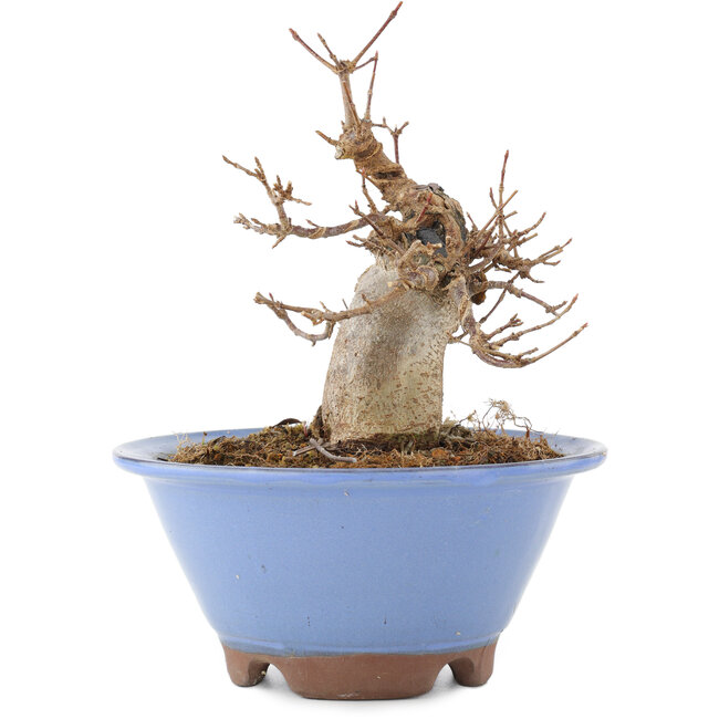 Acer buergerianum, 14,5 cm, ± 15 jaar oud