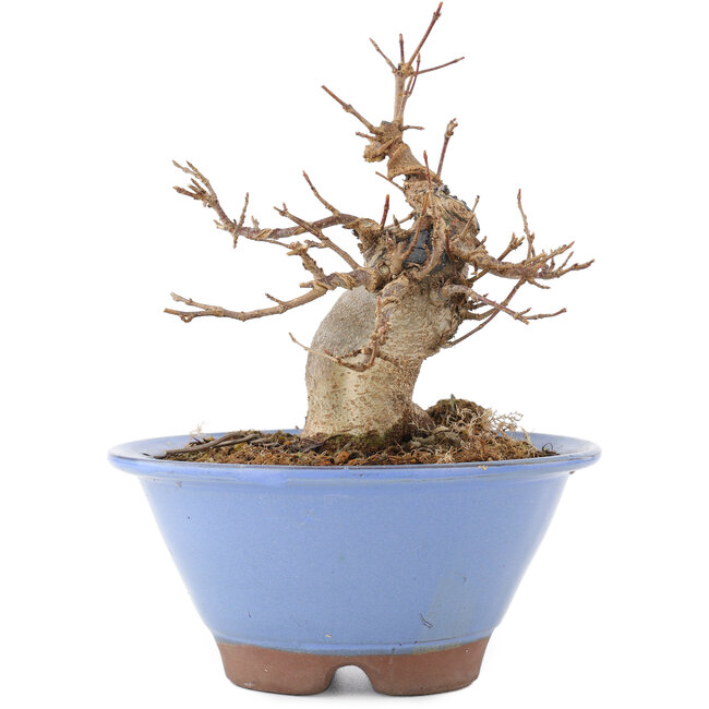 Acer buergerianum, 14,5 cm, ± 15 Jahre alt