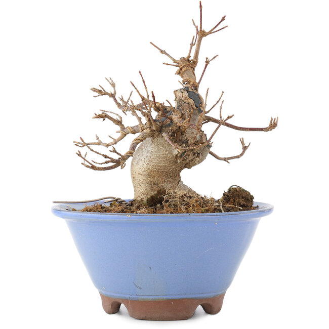 Acer buergerianum, 14,5 cm, ± 15 años