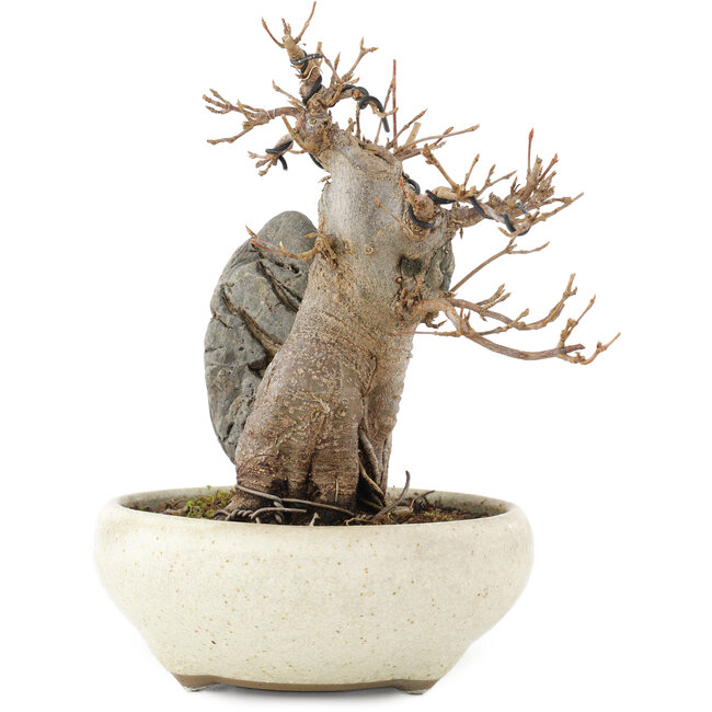 Acer buergerianum, 15 cm, ± 15 años