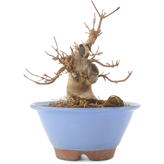 Acer buergerianum, 14,5 cm, ± 15 ans