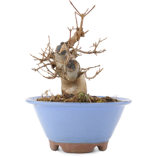 Acer buergerianum, 14,5 cm, ± 15 years old