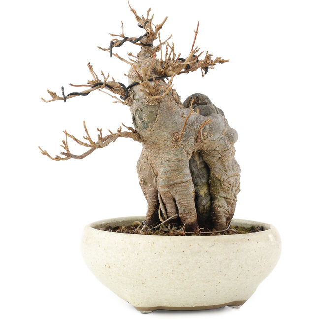 Acer buergerianum, 15 cm, ± 15 Jahre alt