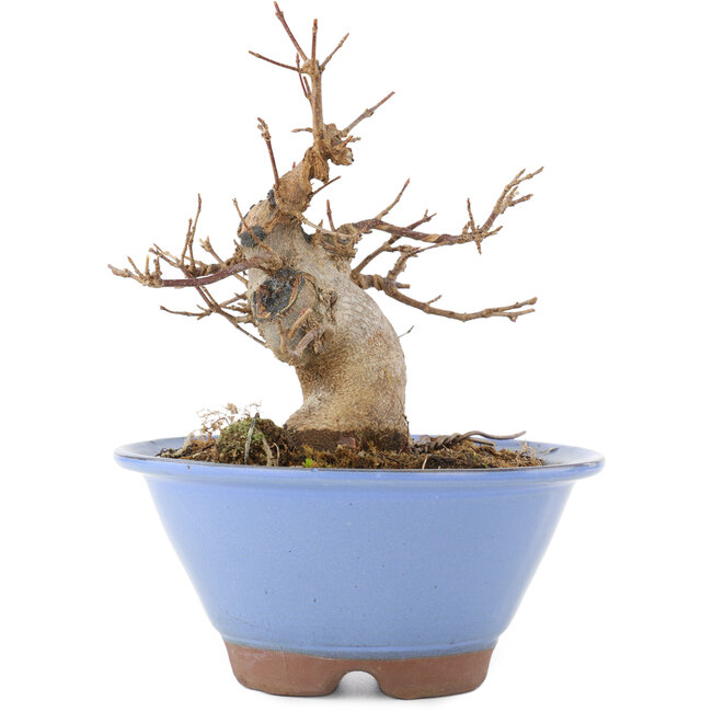 Acer buergerianum, 14,5 cm, ± 15 ans