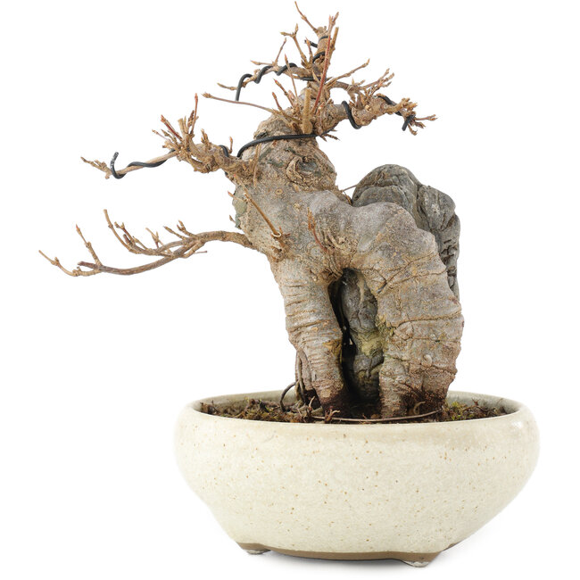 Acer buergerianum, 15 cm, ± 15 ans