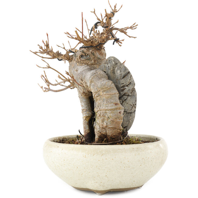 Acer buergerianum, 15 cm, ± 15 Jahre alt