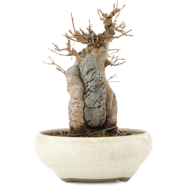 Acer buergerianum, 15 cm, ± 15 ans