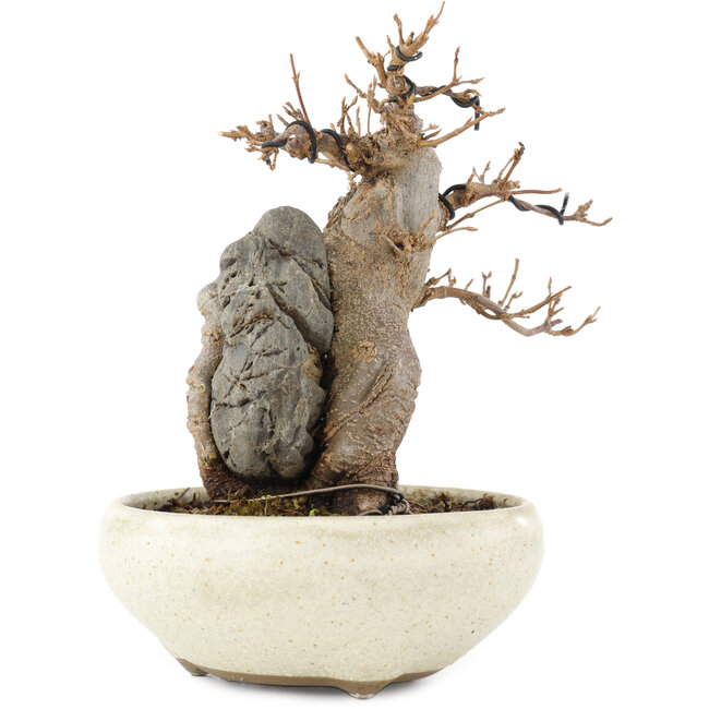 Acer buergerianum, 15 cm, ± 15 jaar oud