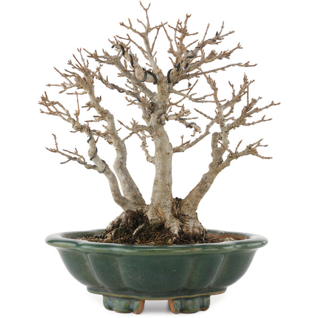 Acer buergerianum, 22 cm, ± 30 años