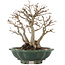 Acer buergerianum, 22 cm, ± 30 años